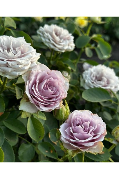 Троянда чайно-гібридна Луллабі 